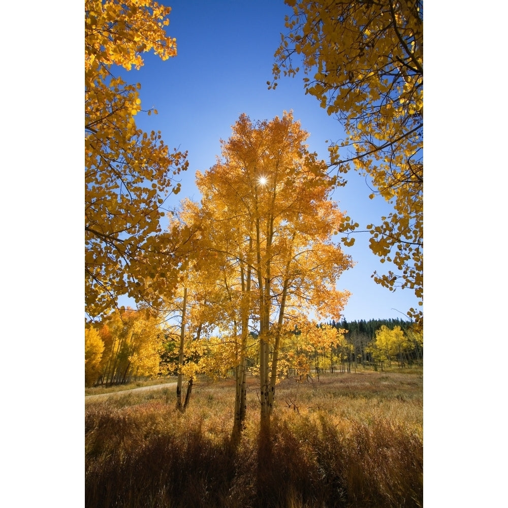 Colorado Near Steamboat Springs Buffalo Pass Sun Shining Through Fall-Colored Aspen Trees. Poster Print Image 1