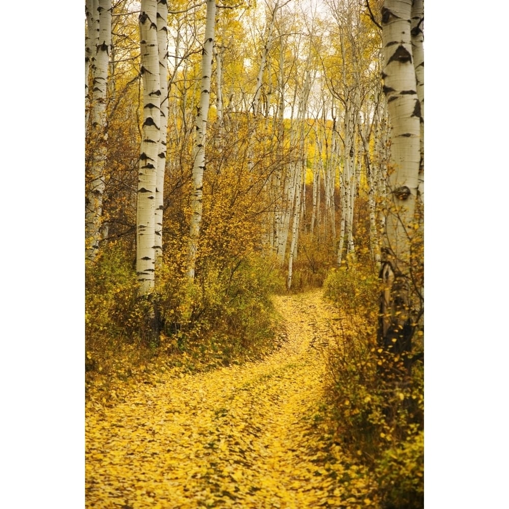 Colorado Steamboat Yellow Aspen Leaves On Country Road. Poster Print Image 1