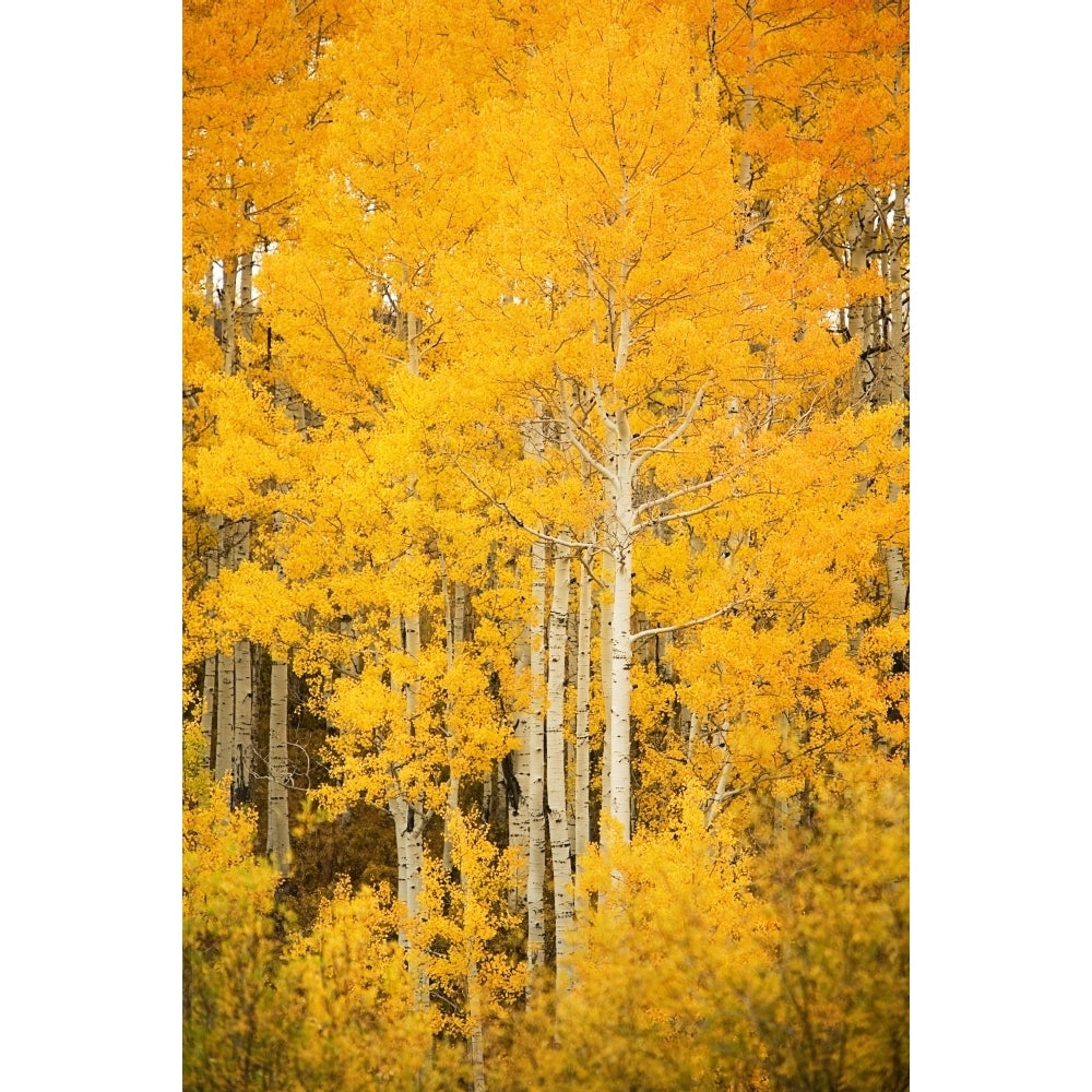 Colorado Near Steamboat Springs Buffalo Pass Fall-Colored Aspen Trees. Poster Print Image 1