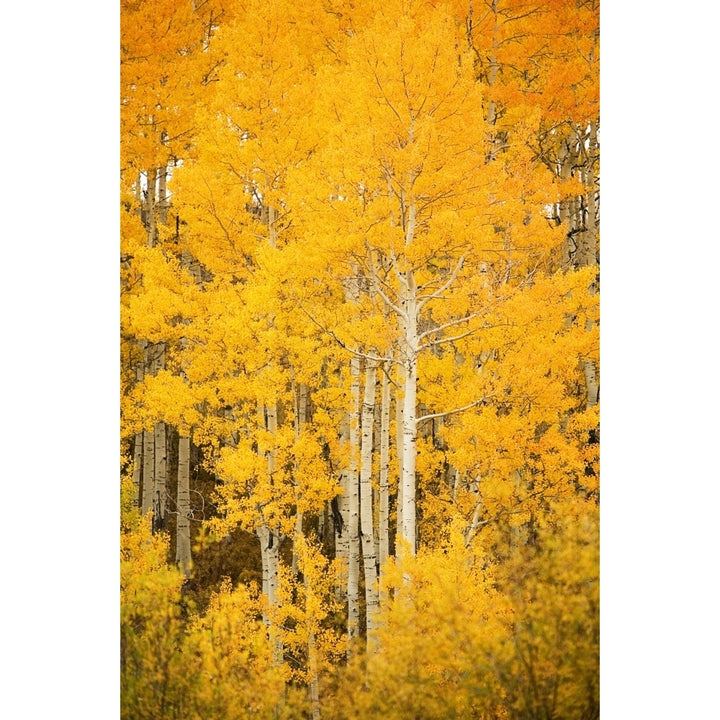 Colorado Near Steamboat Springs Buffalo Pass Fall-Colored Aspen Trees. Poster Print Image 1