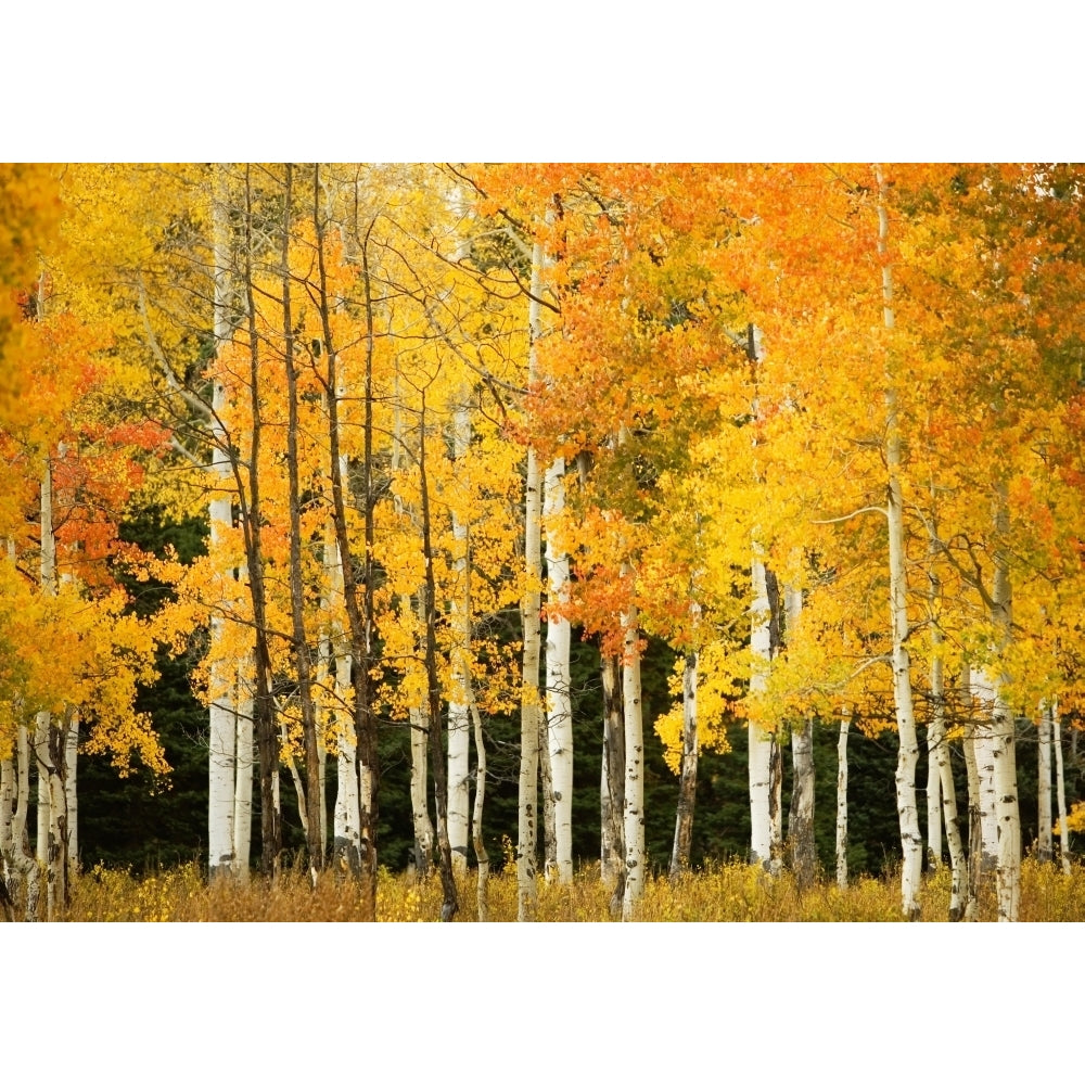 USA Colorado Near Steamboat Springs Line Of Fall-Colored Aspen Trees; Buffalo Pass Poster Print Image 1