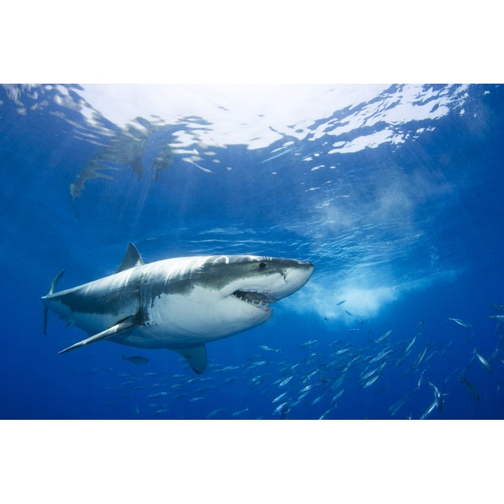 Mexico Great White Shark ; Guadalupe Island Poster Print Image 2