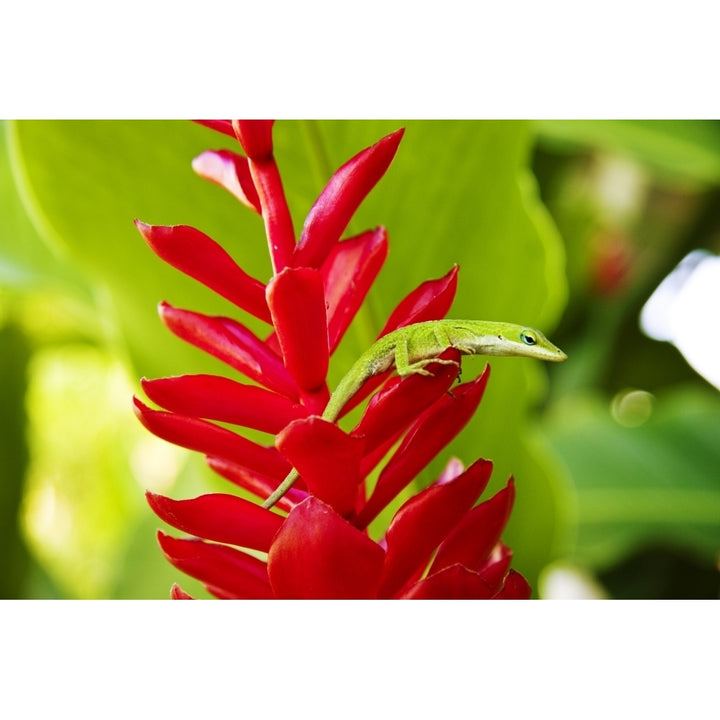 USA Green Anole Lizard On Red Ginger Plant; Hawaii Islands Poster Print Image 1