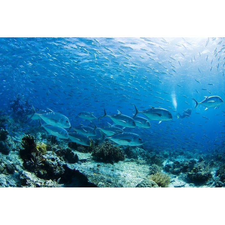 Schooling Bigeye Jack Fish ; Malaysia Poster Print Image 2