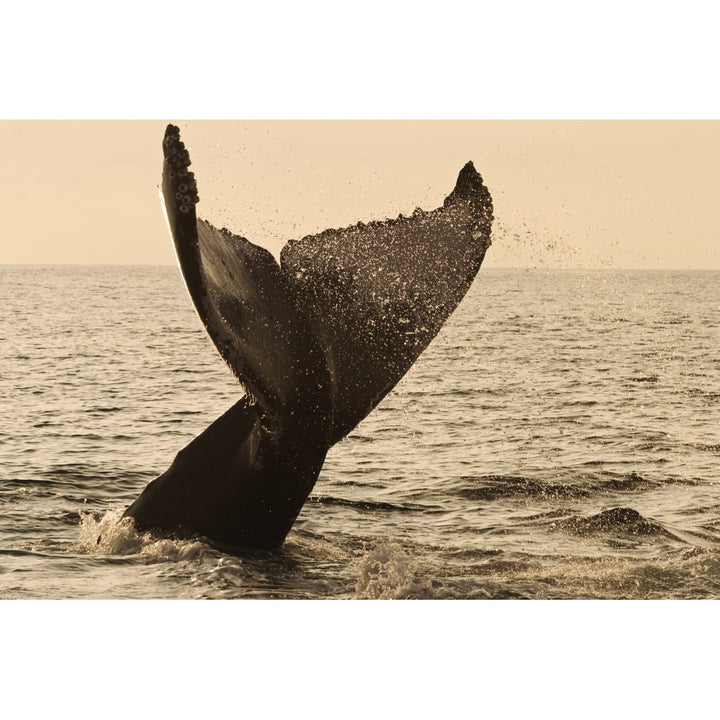 USA Hawaii Islands Humpback Whale Fluking Its Tail In Golden Sunset; Maui Poster Print Image 1