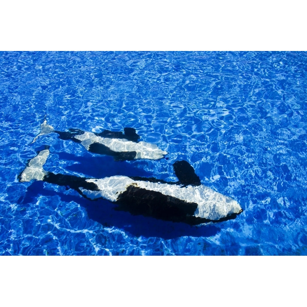 California San Diego Sea World Killer Whale . Poster Print Image 1