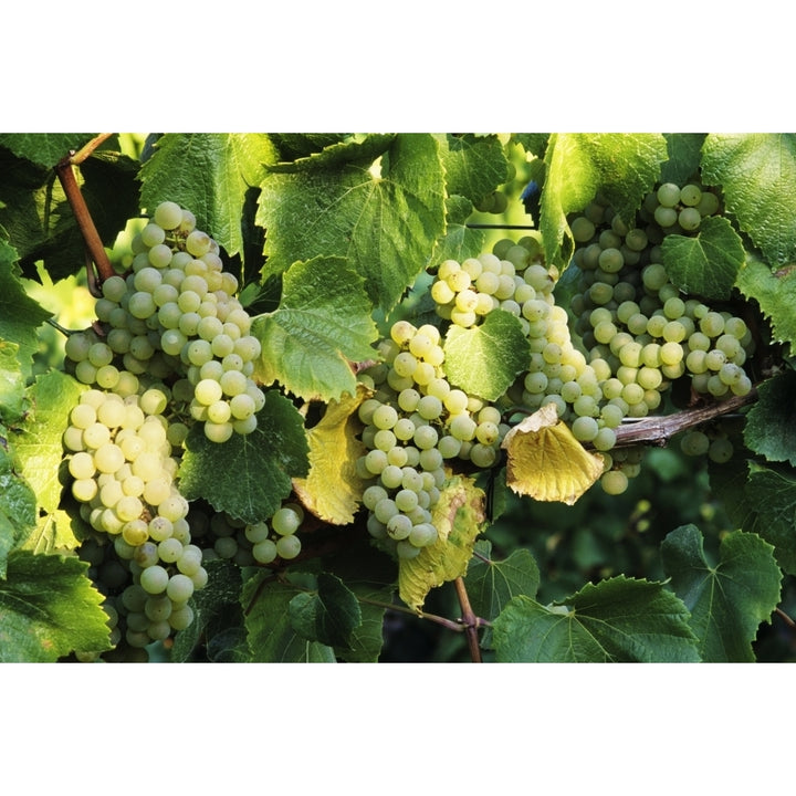 Oregon Willamette Valley Tyee Vineyards Sunlight On Chardonnay Wine Grapes. Poster Print Image 1