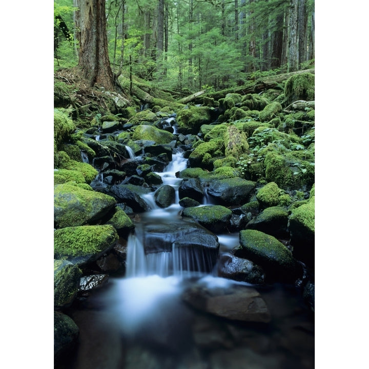 USA Olympic National Park; Washington Stream Waters Falling Over Rocks Along Soleduck Falls Trail Print Image 1