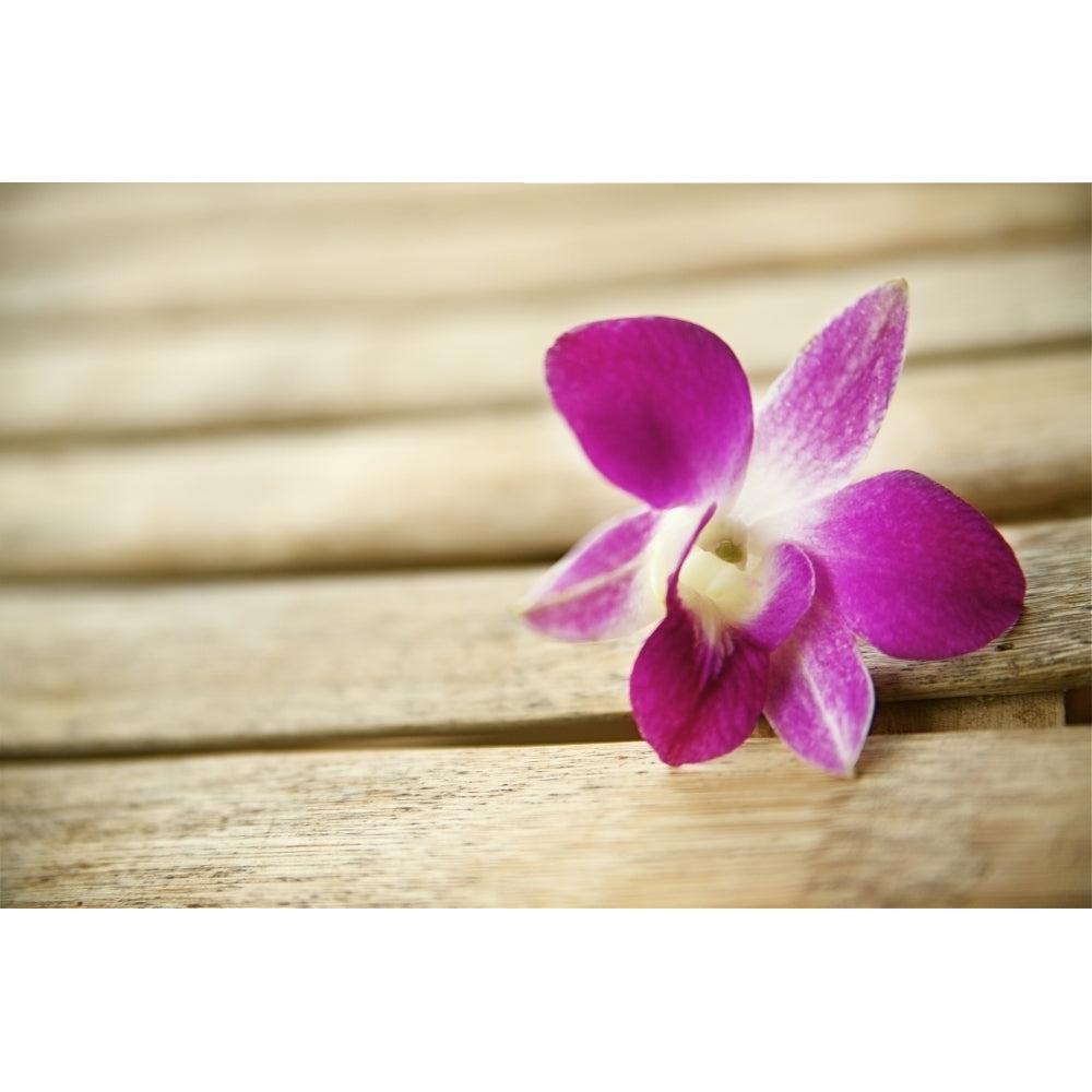 Hawaii Kauai Kilauea Pink Orchid. by Kicka Witte / Design Pics Image 1