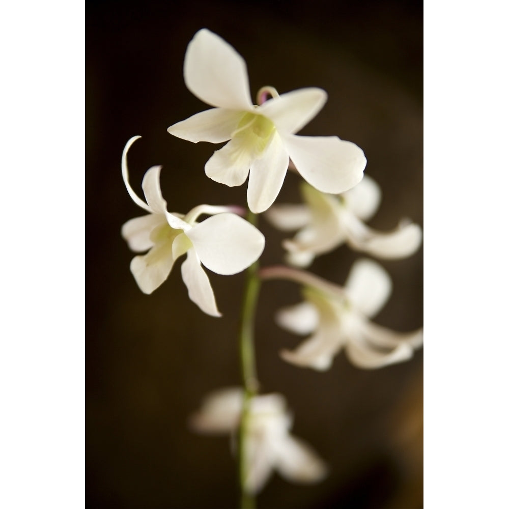 Hawaii Kauai White Orchid. Poster Print Image 1