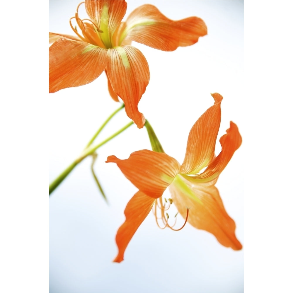 Hawaii Kauai Tiger Lily. Poster Print Image 2