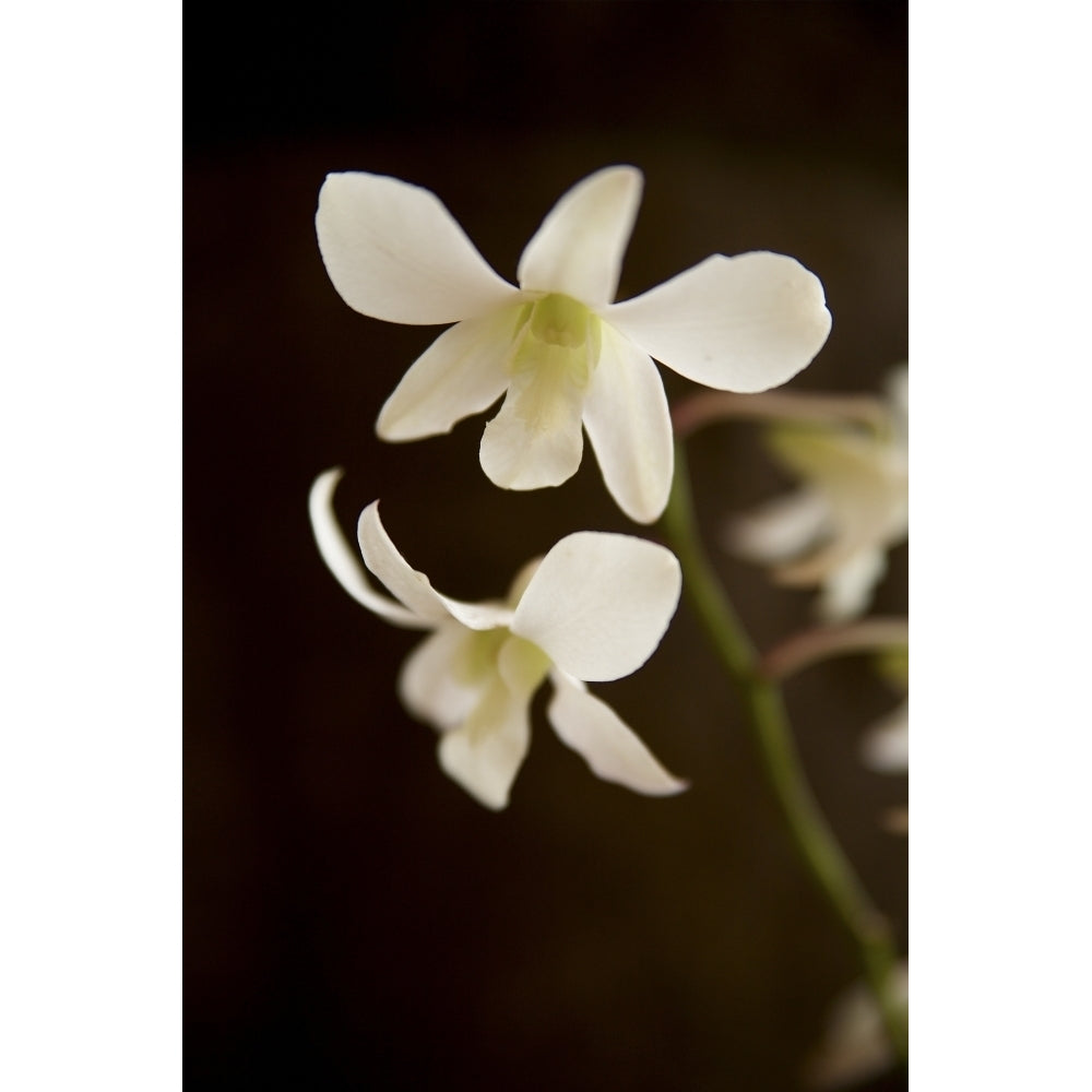 Hawaii Kauai White Orchid. Poster Print Image 1