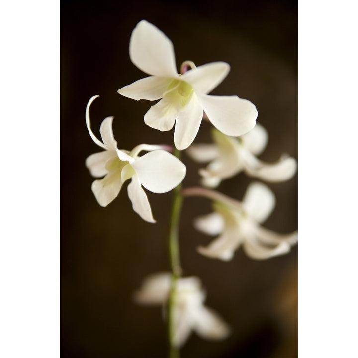 Hawaii Kauai White Orchid. Poster Print Image 2