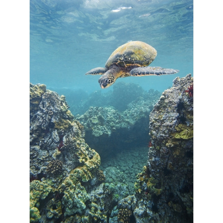 Hawaii Green Sea Turtle An Endangered Species. Poster Print Image 1