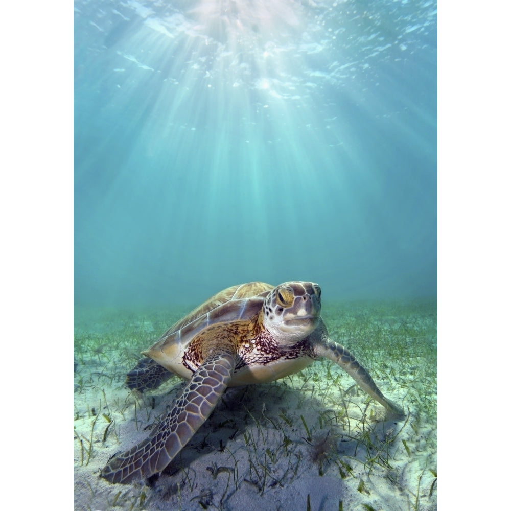 Hawaii Green Sea Turtle An Endangered Species. Poster Print Image 1