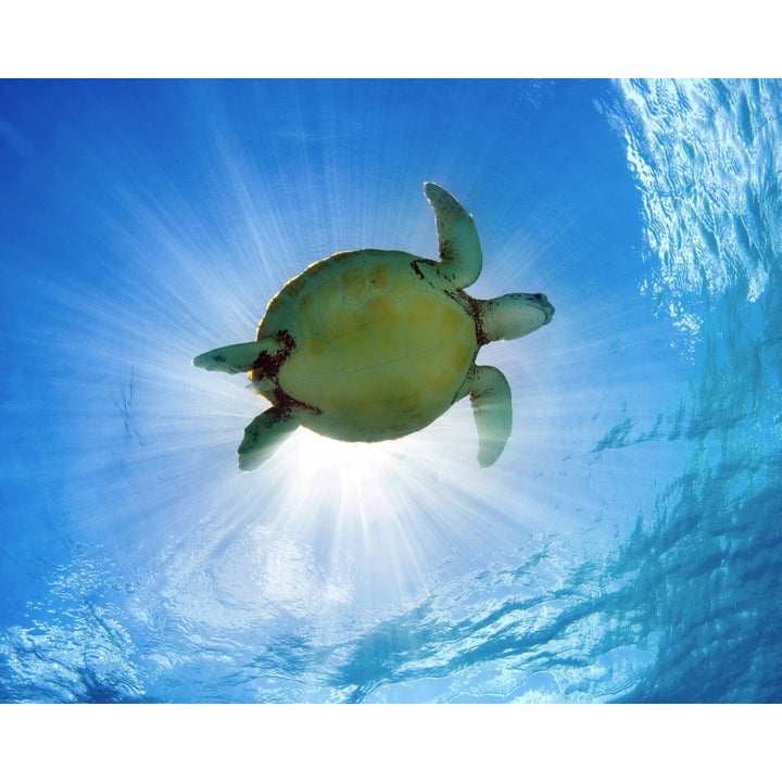 Hawaii Green Sea Turtle An Endangered Species. Poster Print Image 2