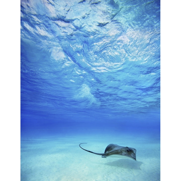 French Polynesia Tahiti Bora Bora Stingray In Beautiful Turquoise Water. Poster Print Image 1