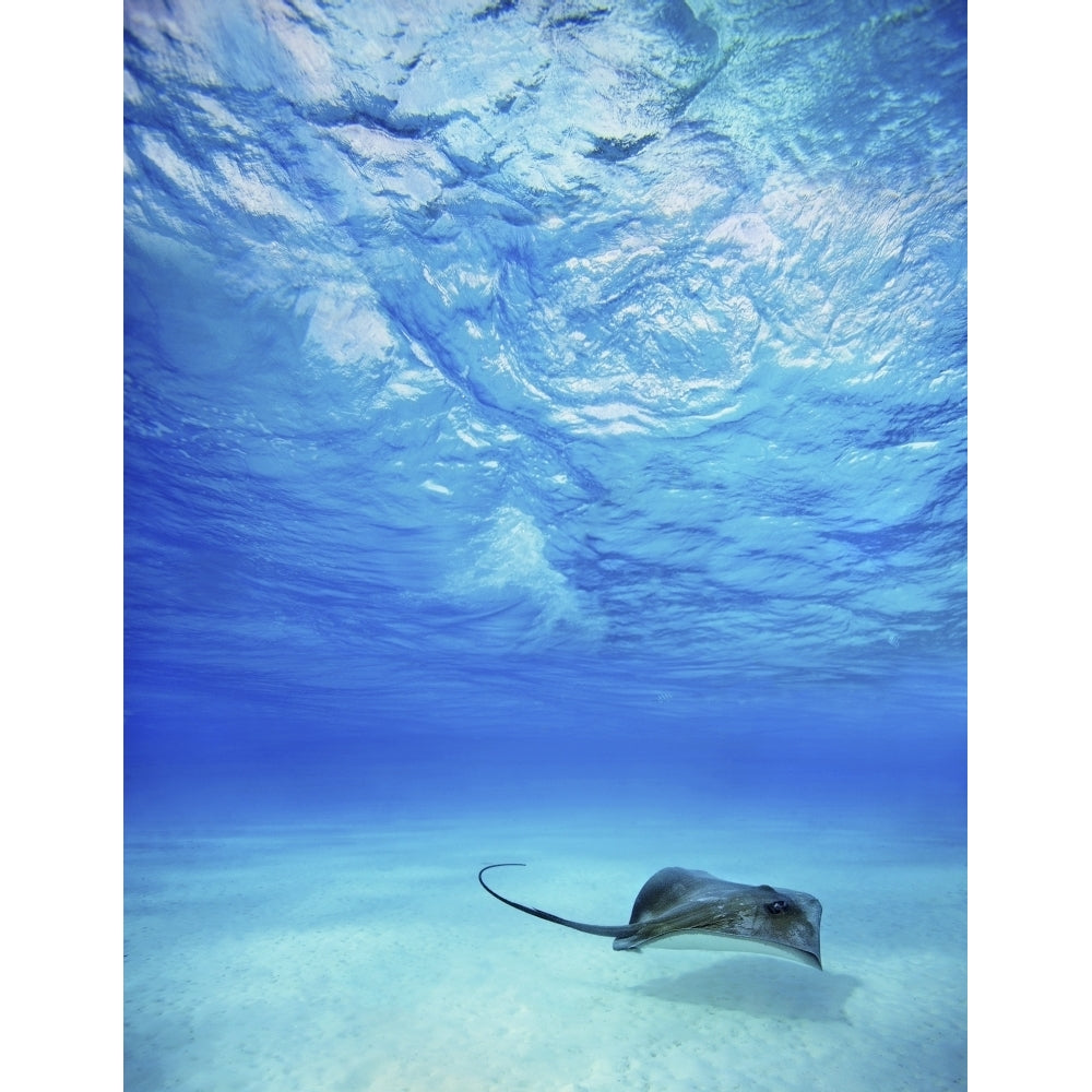 French Polynesia Tahiti Bora Bora Stingray In Beautiful Turquoise Water. Poster Print Image 2