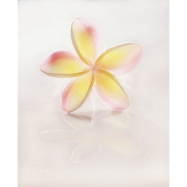 Hawaii Close-Up Of Plumeria Blossom. Poster Print Image 1