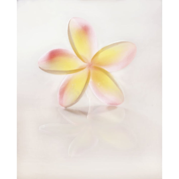 Hawaii Close-Up Of Plumeria Blossom. Poster Print Image 1