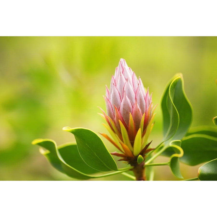 Hawaii Maui Close-Up Of King Protea Bud. Poster Print Image 1