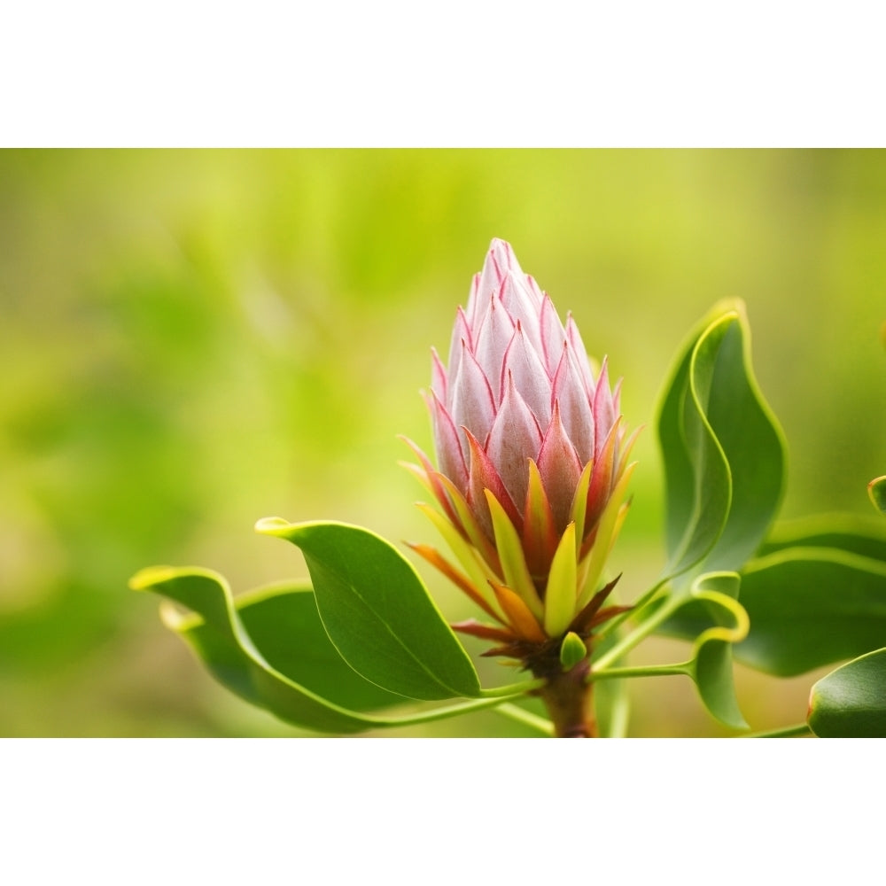 Hawaii Maui Close-Up Of King Protea Bud. Poster Print Image 2