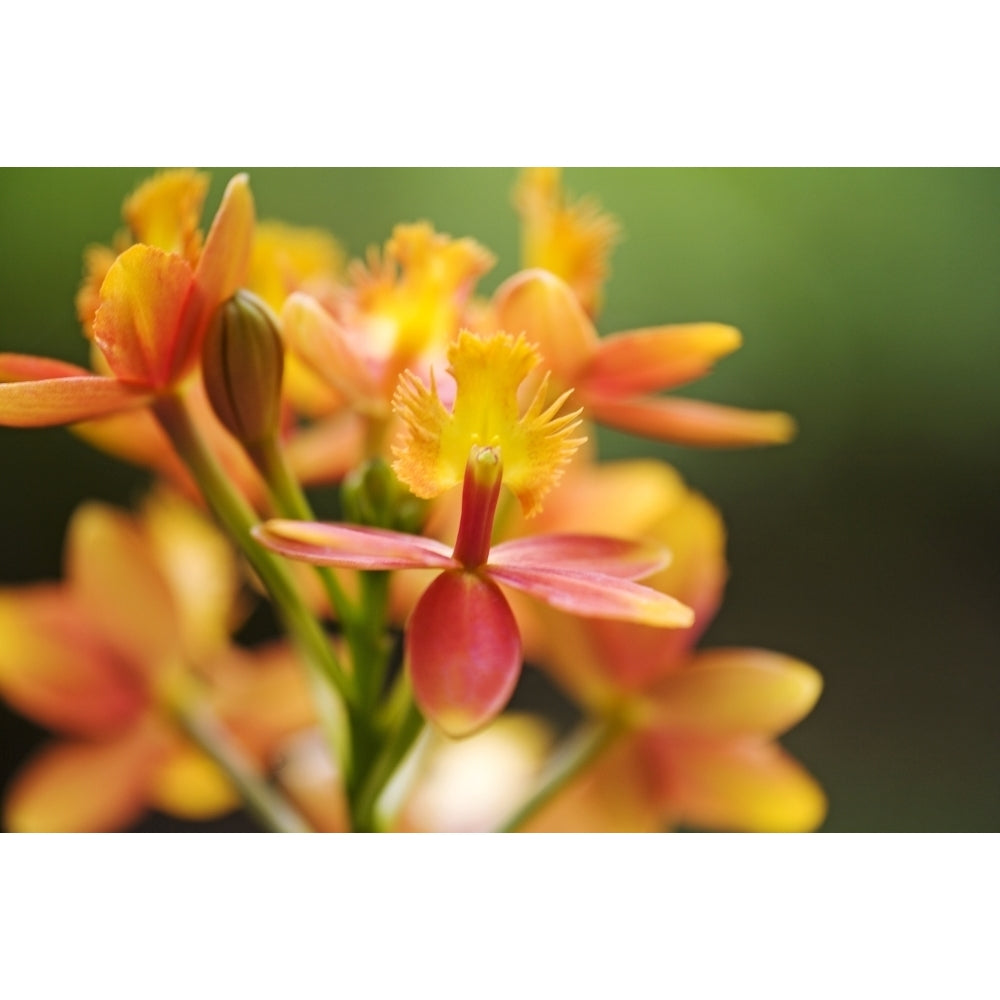 Hawaii Maui Close-Up Of Orange Epidendrum Orchid Cluster. Poster Print Image 2