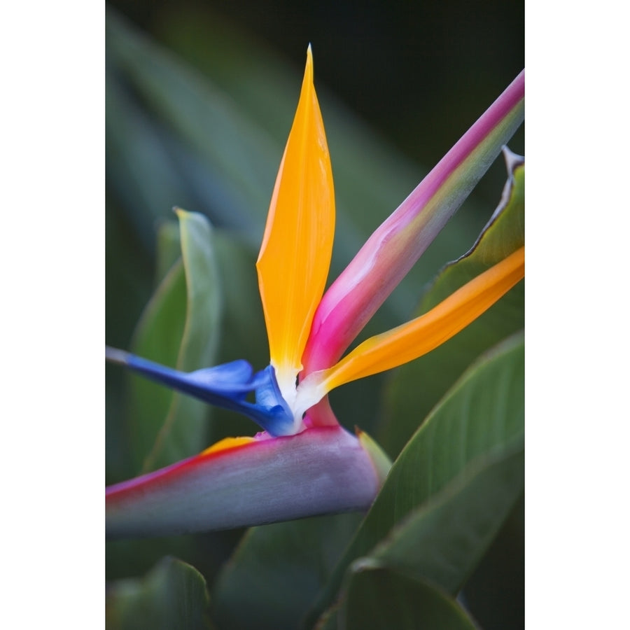 Hawaii Maui Bird Of Paradise Blossom. Poster Print Image 1