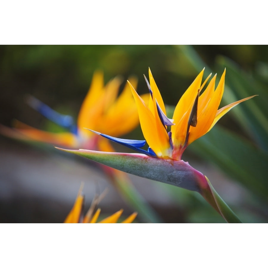 Hawaii Maui Bird Of Paradise Blossoms. Poster Print Image 1