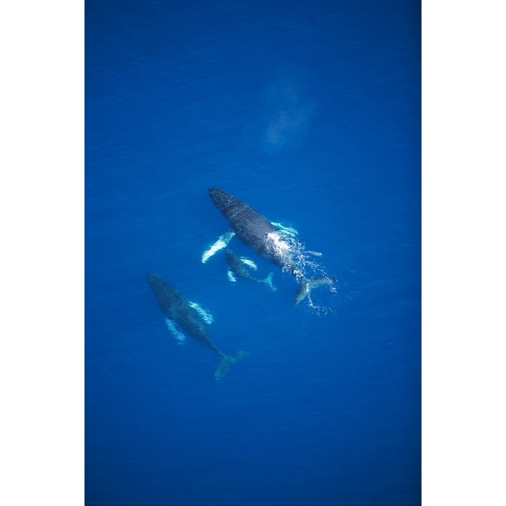 USA Hawaii Islands Aerial View Of Humpback Whales; Maui Poster Print Image 2