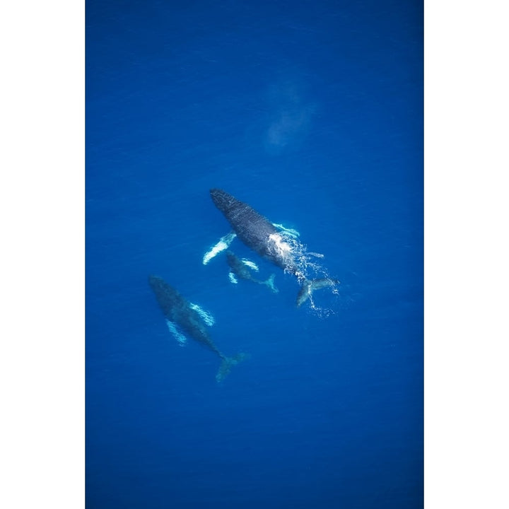 USA Hawaii Islands Aerial View Of Humpback Whales; Maui Poster Print Image 1