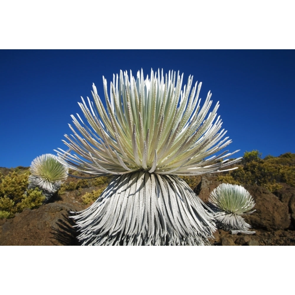 USA Hawaii Islands Haleakala National Park; Maui Young Silversword Plant Poster Print Image 1