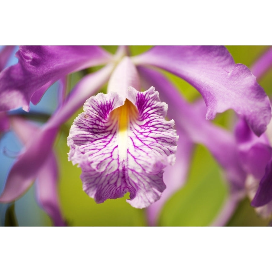 Hawaii Maui Vibrant Pink Orchid. Poster Print Image 1