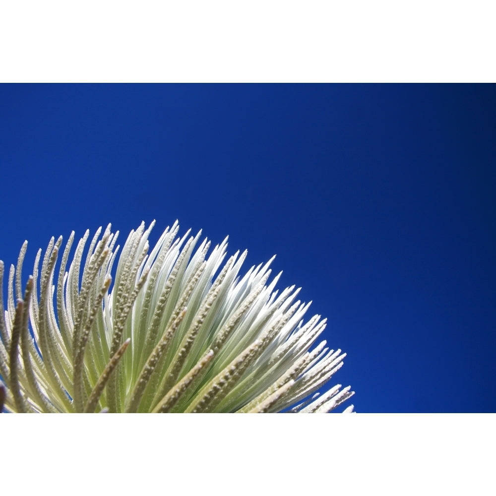 USA Hawaii Islands Haleakala National Park; Maui Young Silversword Plant Poster Print Image 1