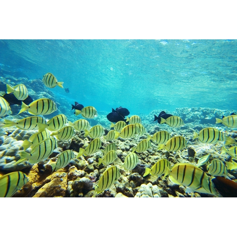 USA Hawaii Islands Maui Ahihi Kinau Natural Area Reserve; Makena School Of Manini Or Convict Tang Fish Image 2