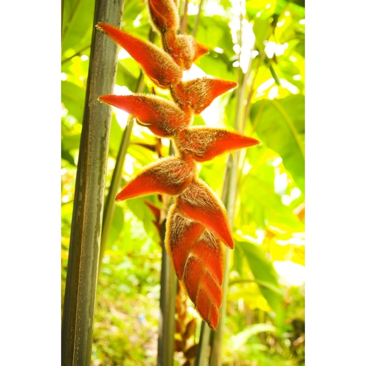 USA Hawaii Oahu Heliconia Plant Hanging; Waikiki Poster Print Image 1