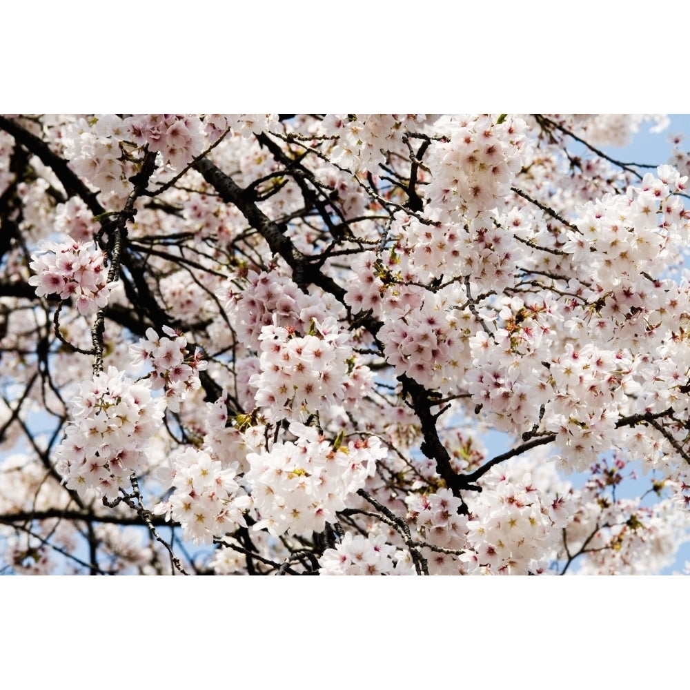 Japan Cherry Blossom Season; Tokyo Shinjuku Gyoen Park Poster Print Image 1