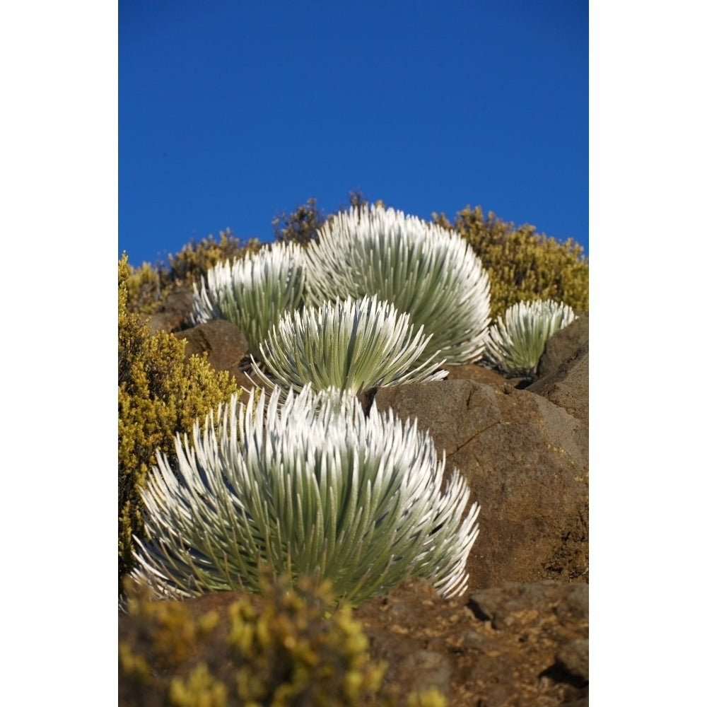 USA Hawaii Young Silversword Plants at Haleakala National Park; Maui Poster Print Image 1