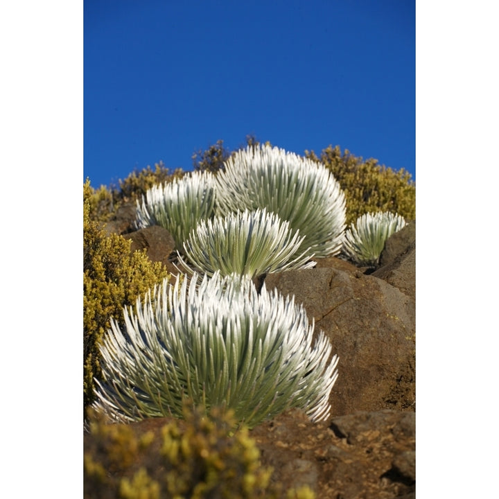 USA Hawaii Young Silversword Plants at Haleakala National Park; Maui Poster Print Image 2