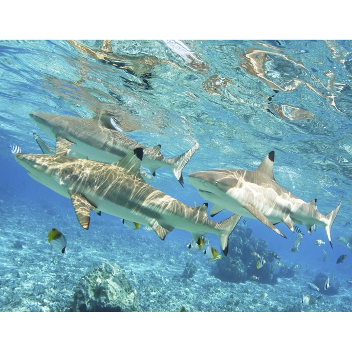 French Polynesia Rangiroa Blue Lagoon Blacktip Reef Shark . Poster Print Image 1