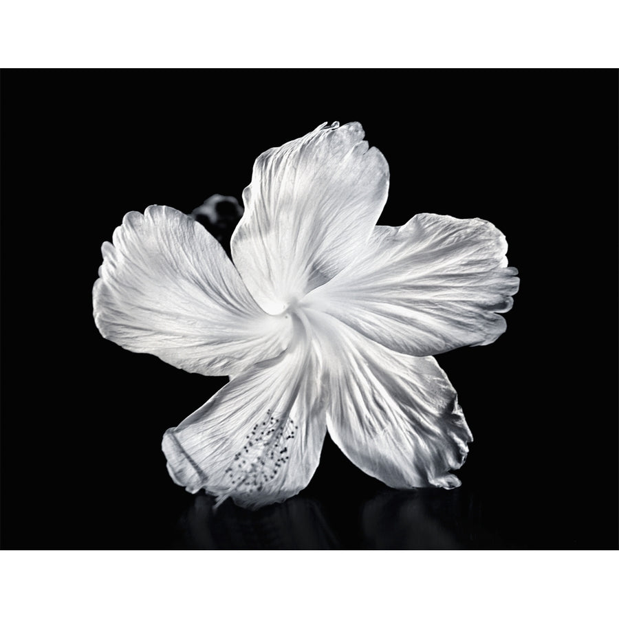 Hawaii Close-Up Of A White Hibiscus. Poster Print Image 1