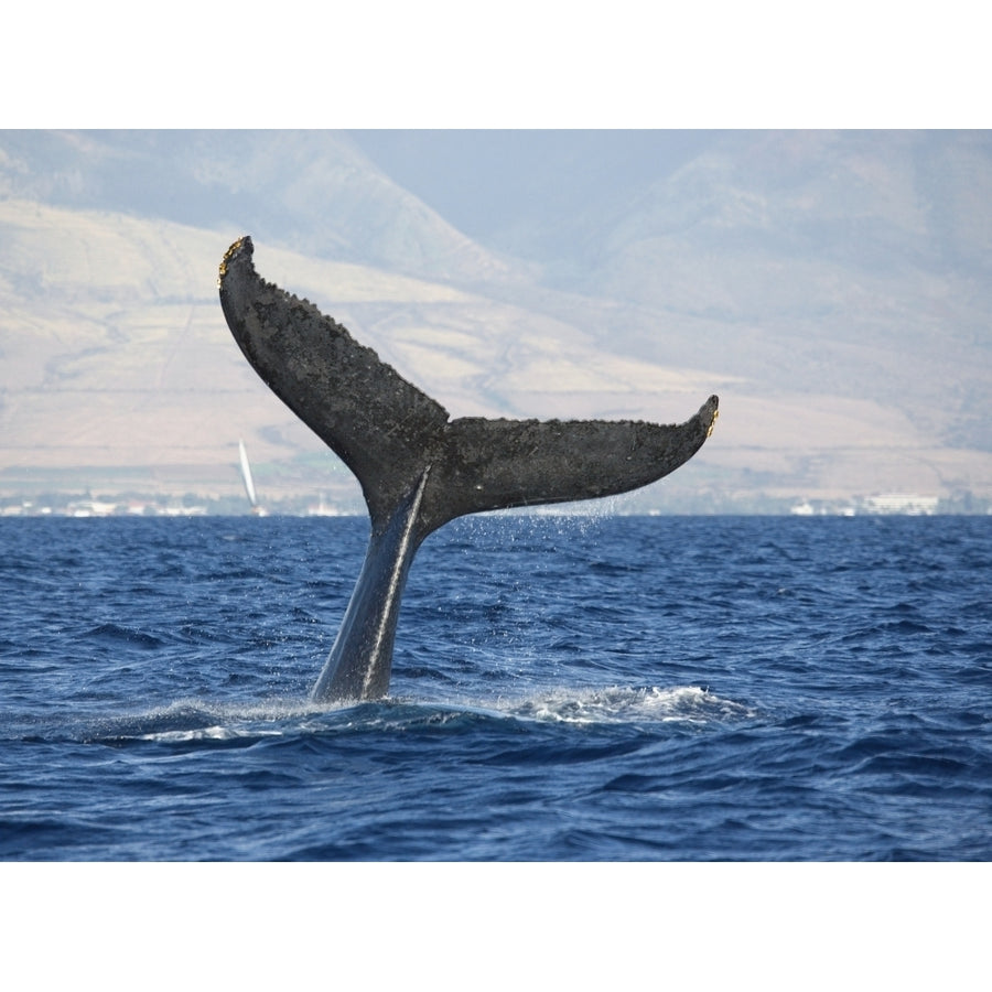 Hawaii Maui Humpback Whale Fluking Its Tail. by M Swiet Productions / Design Pics Image 1