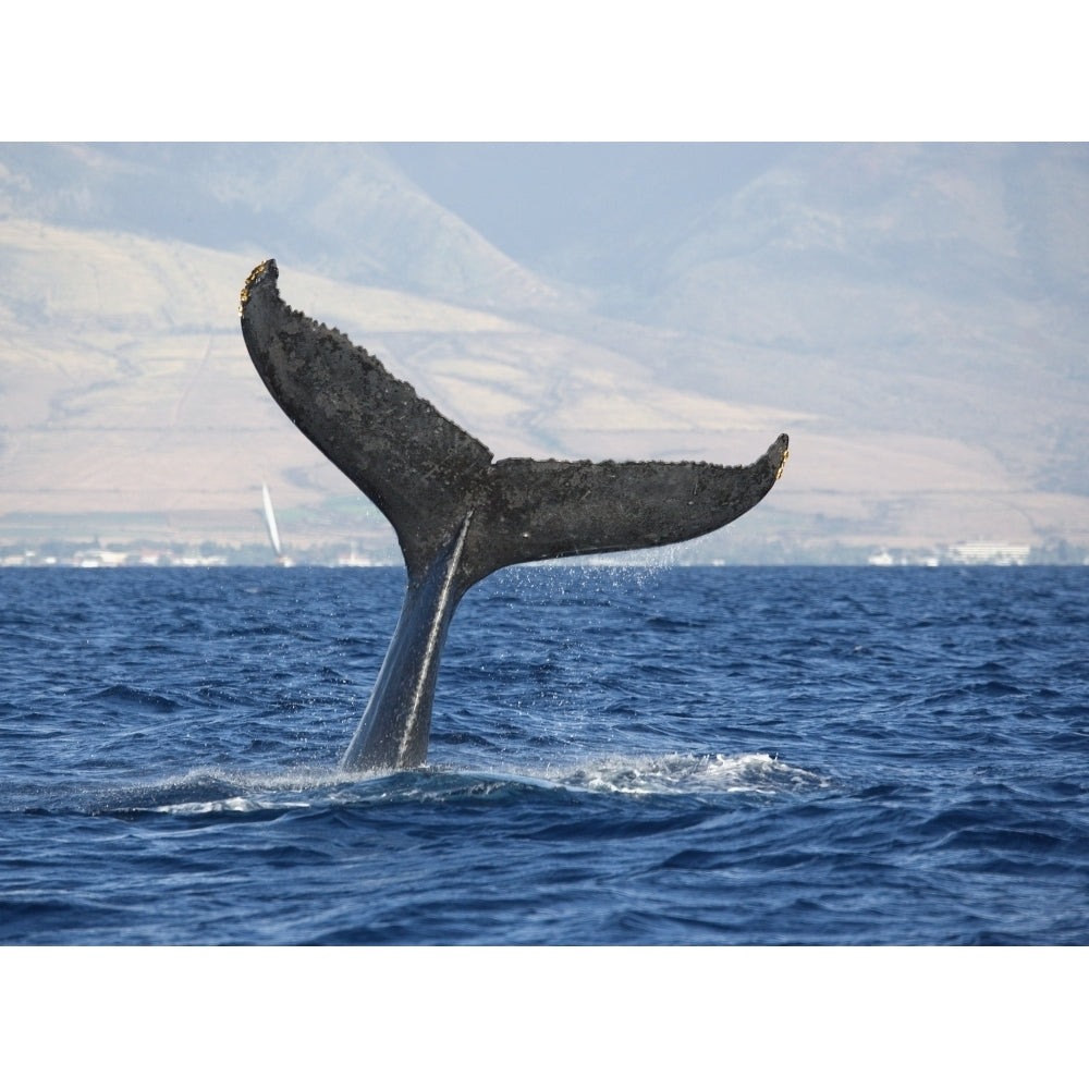 Hawaii Maui Humpback Whale Fluking Its Tail. by M Swiet Productions / Design Pics Image 1