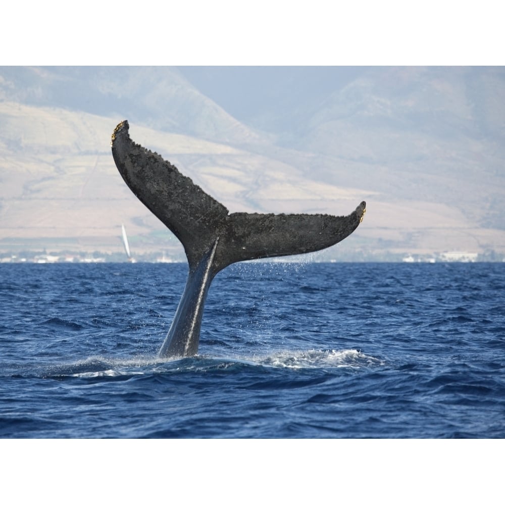 Hawaii Maui Humpback Whale Fluking Its Tail. by M Swiet Productions / Design Pics Image 2