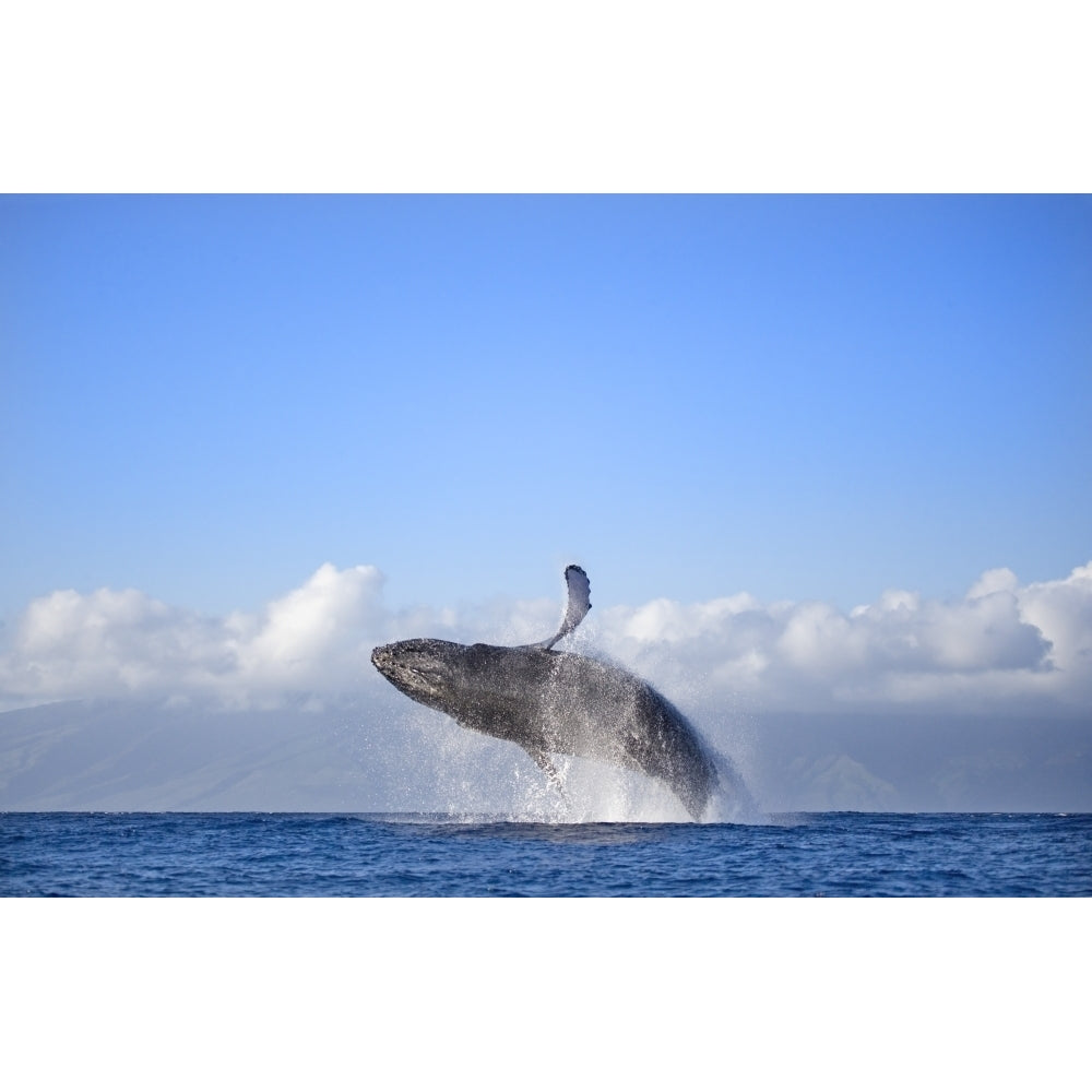 Hawaii Maui Humpback Whale Breaching With Island In The Background. Poster Print Image 1