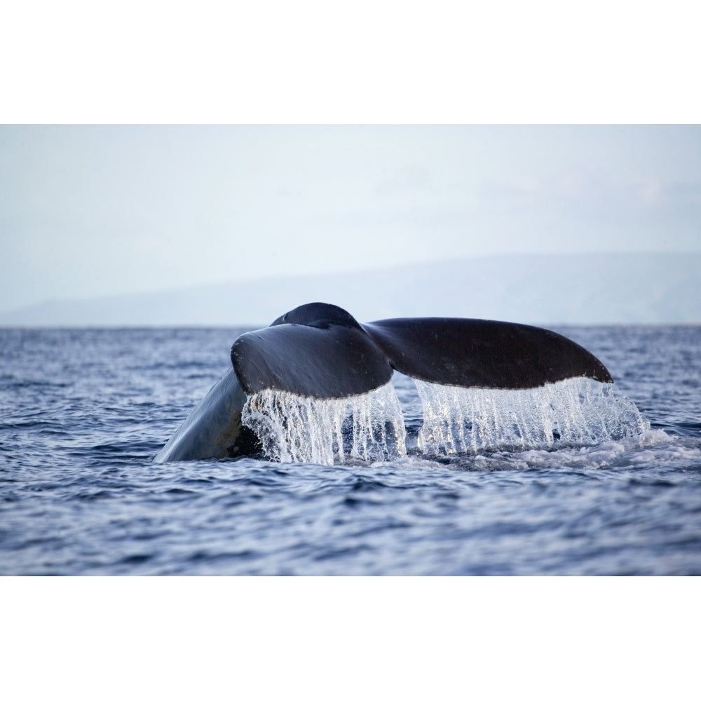 Hawaii Maui Humpback Whale Fluking Its Tail. Poster Print Image 1