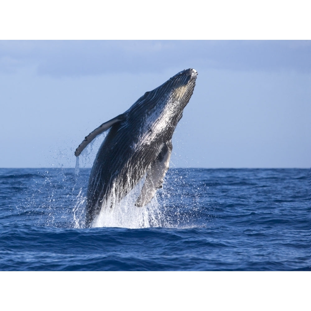 Hawaii Maui Humpback Whale Breaching. Poster Print Image 2