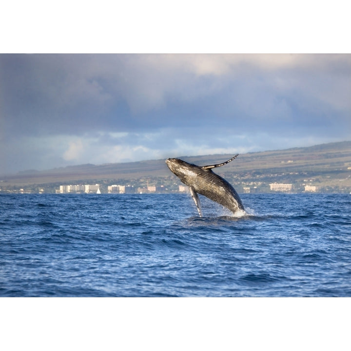 Hawaii Maui Kaanapali Humpback Whale Breaching With Island In The Background. Poster Print Image 1