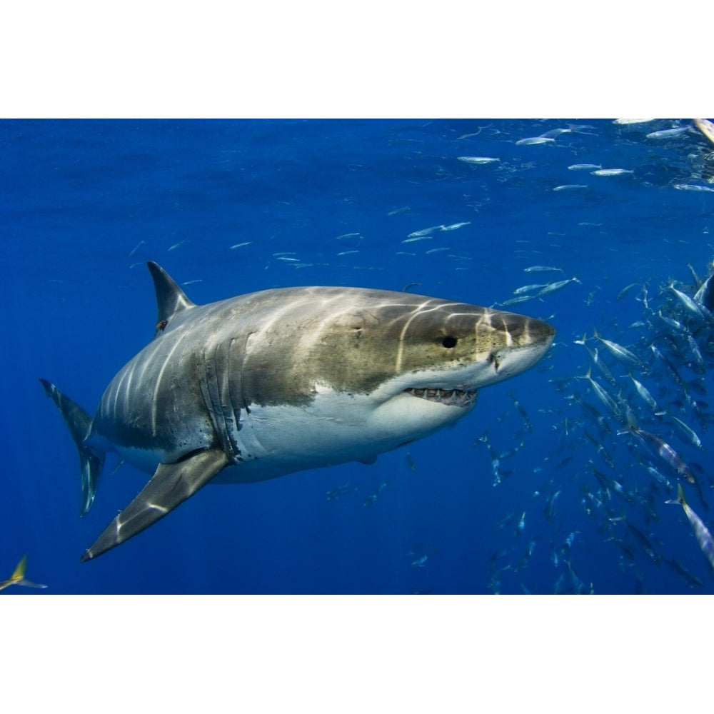 Mexico Fish Schooling Nearby ; Guadalupe Island Great White Shark In Open Water Image 2