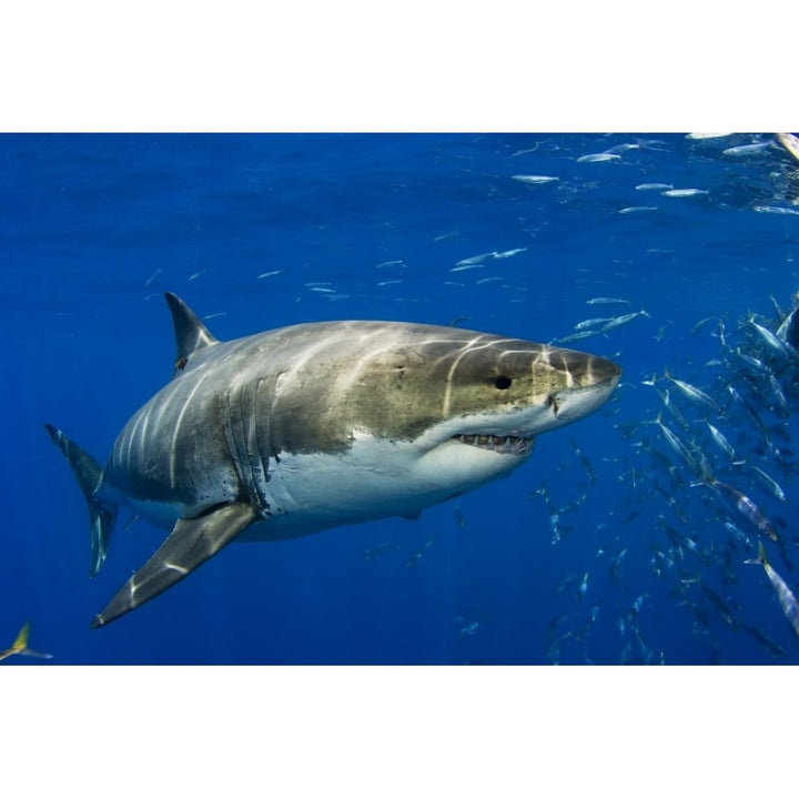 Mexico Fish Schooling Nearby ; Guadalupe Island Great White Shark In Open Water Image 1